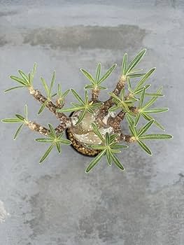 パキポディウム　グラキリス　発根管理中　パキプス　アガベ なんと！ パキプスが花咲きました🌼 パキプスって雄雌あると思う